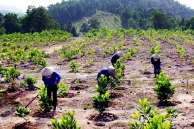 TCVN 14290-5:2024 cải tạo rừng tự nhiên trên cạn để hạn chế xói mòn, lũ lụt